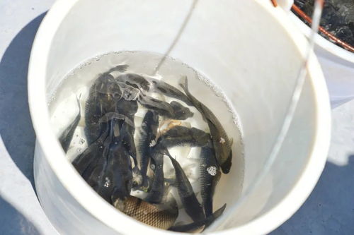 非法捕捞水产品 这7人被判向滇池增殖放流价值万余元高背鲫鱼